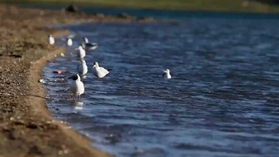 世界野生動植物日，帶您到青藏高原領略&ldquo;野生動物家園&rdquo;