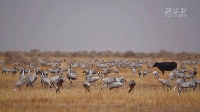 壯觀！遷徙灰鶴&ldquo;備降&rdquo;青海都蘭